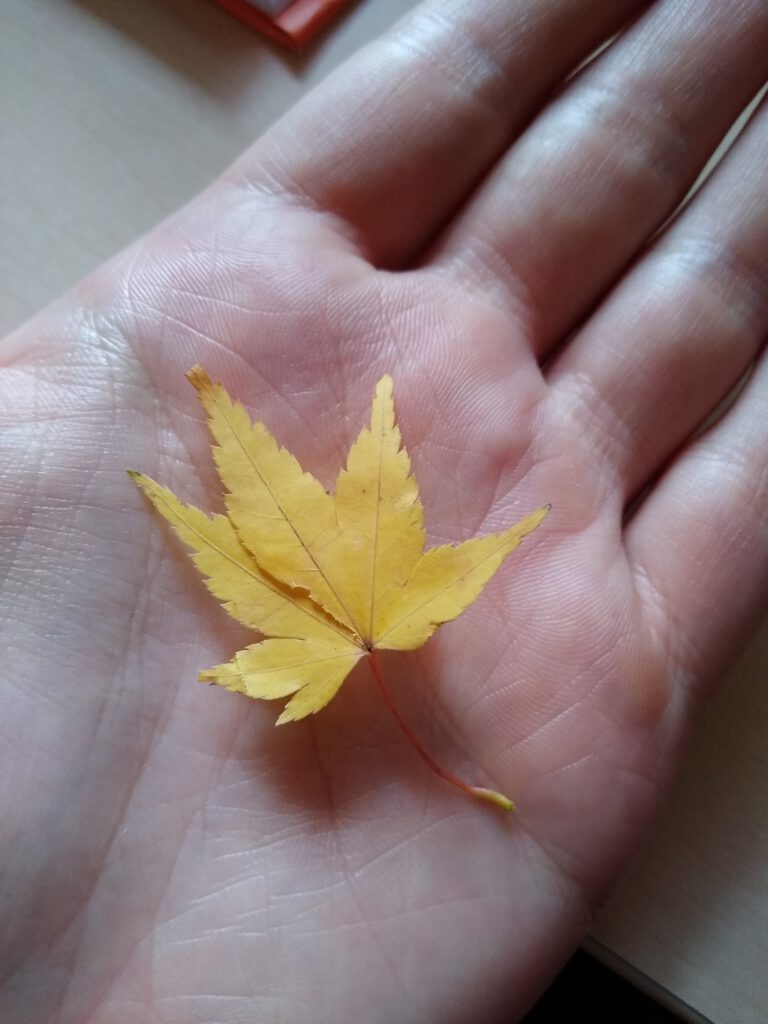 Autumn leaf of a japanese maple /acer palmatum)