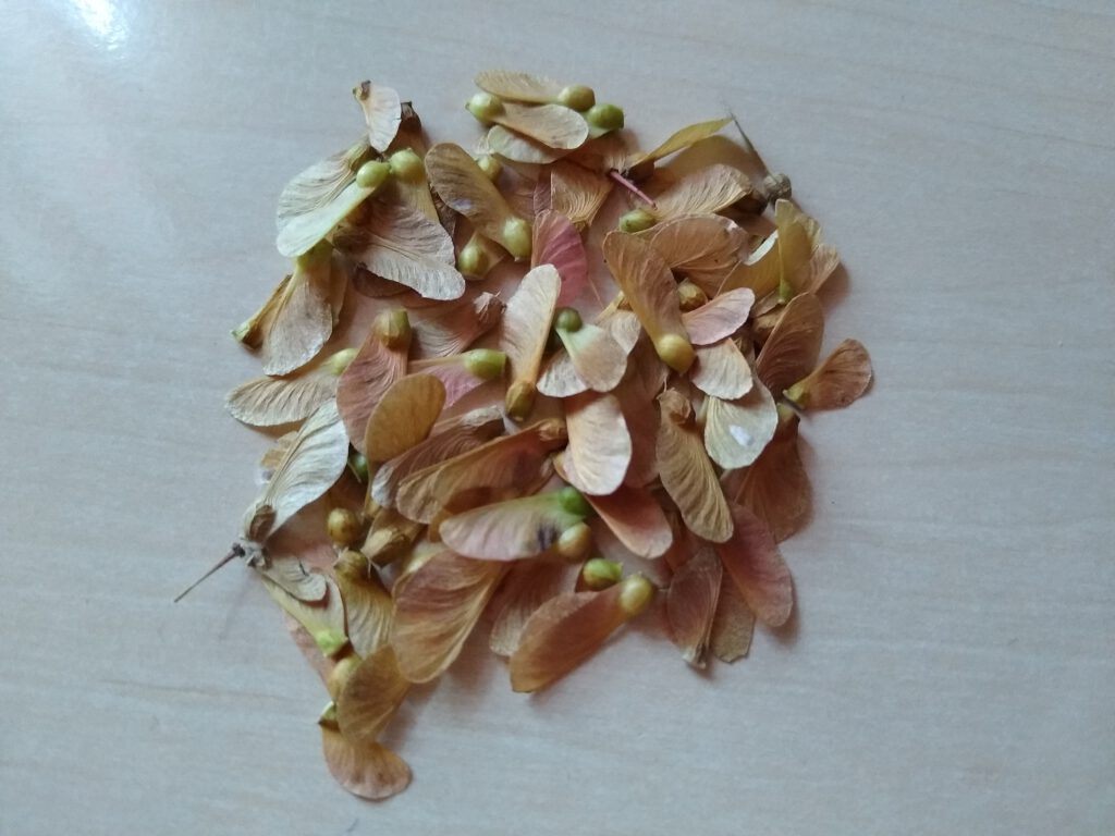 Ripe seeds of japanese maple (acer palmatum)