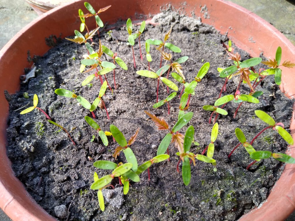 Acer palmatum seedlings with seed leaves and their first true maple leaves