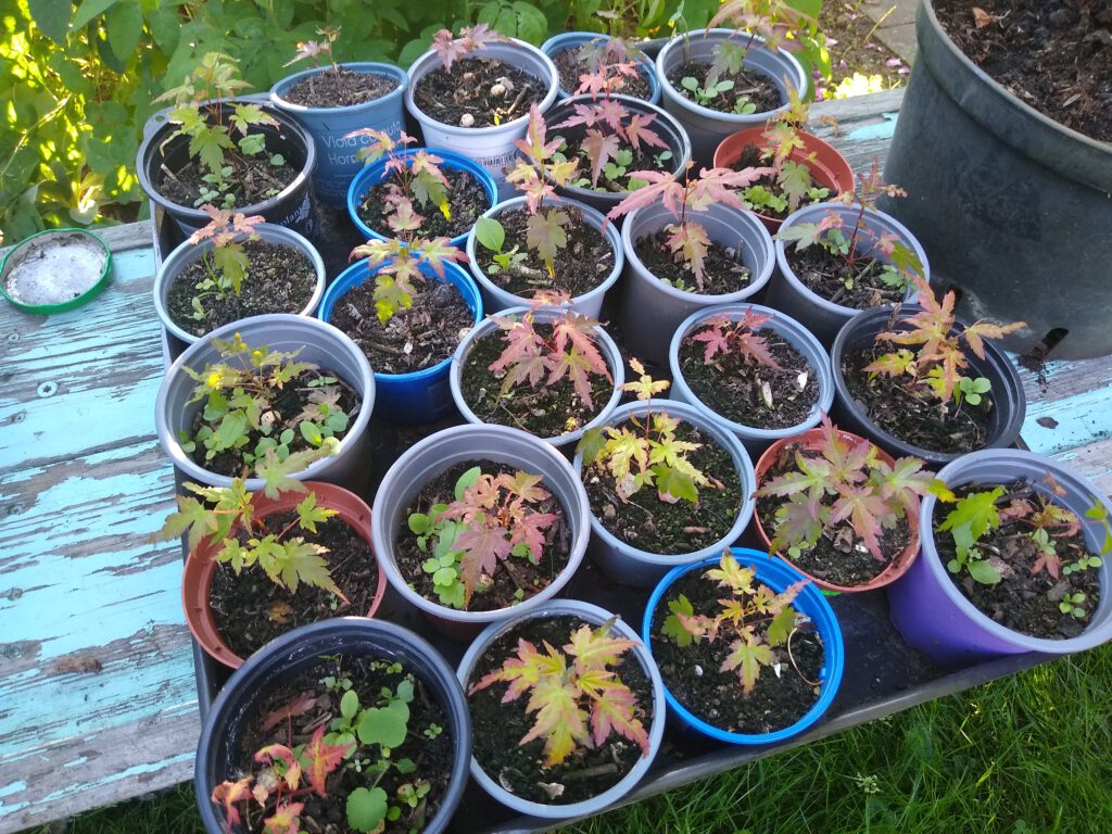 Acer palmatum seedlings seperated into individual containers
