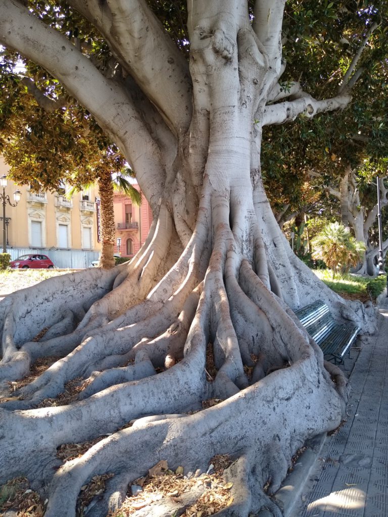 Ficus macrophylla growing in Reggio Calabria Italy