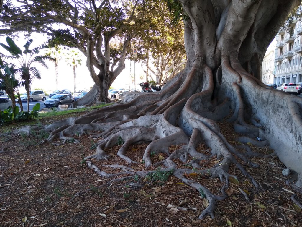 Ficus macrophylla growing in Reggio Calabria Italy